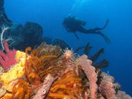 Dominica Scuba Diving Holiday - Caribbean.